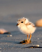 Sachuest Piping Plovers