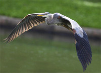 Herons Egrets